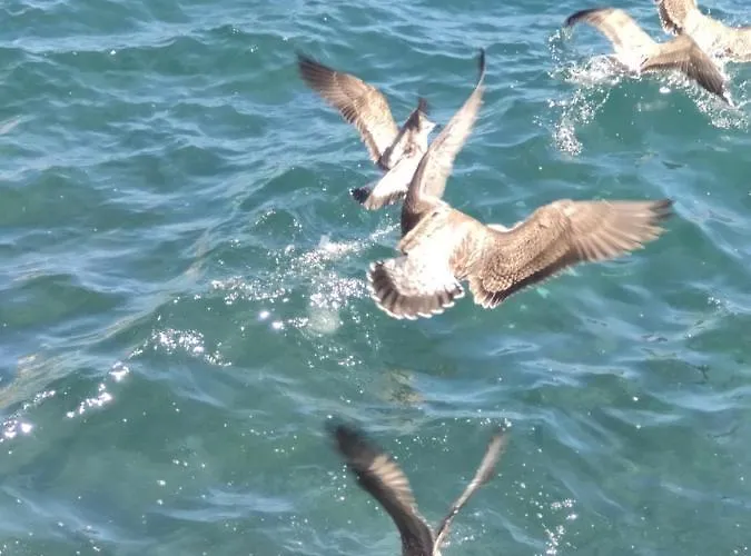 Casa Bica Do Cais - By The Sea * Paul do Mar (Madeira)